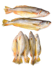 Poster - Yellow Croaker Fish On White background 