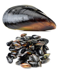 Poster - Fresh mussel on white background