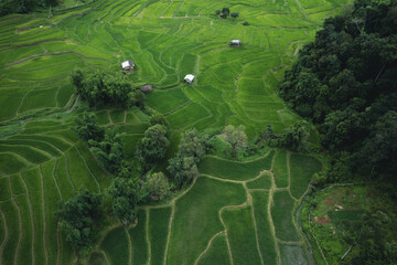 Wall Mural - Aerial view Rice fields and dark green trees in the rainy season