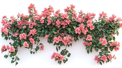 Wall Mural - Tropical plant fence bush shrub pink tree isolated on white background with clipping path : Generative AI