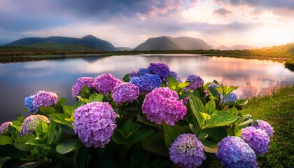 Canvas Print - hydrangeas blooming by the water