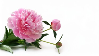 Wall Mural - vibrant pink peony flower and bud on white background fresh peonies