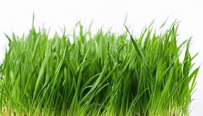 Wall Mural - green grass isolated on white