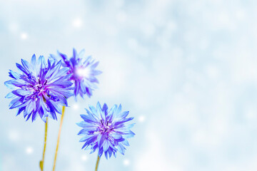 Wall Mural - centaurea cyanus. blue flowers of cornflowers. floral abstract background.