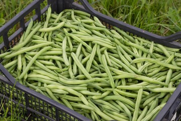 Harvested green beans in a plastic box on the field on green grass background