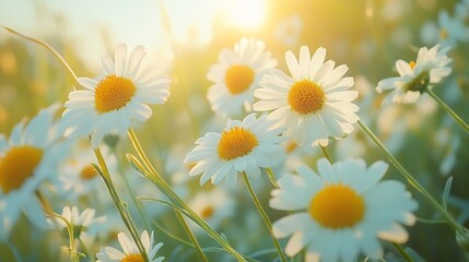 Chamomile flowers swaying in the wind in summer day Gorgeous summer field with daisies Macro view : Generative AI