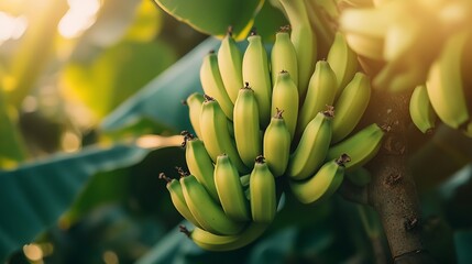 Poster - A bunch of green bananas on tree : Generative AI