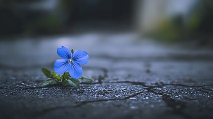 Poster - Blue Flower on Cracked Pavement