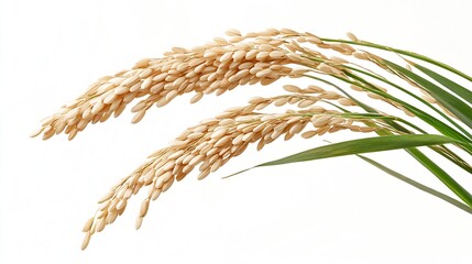 Closeup Rice ear with leaf isolated on white background : Generative AI