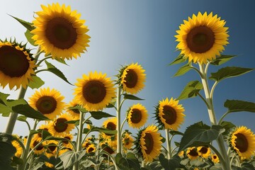 Bright Yellow Sunflowers Stretching Towards the Summer Sky