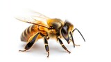 detail of bee or honeybee in Latin Apis Mellifera european or western honey bee isolated on the white background : Generative AI