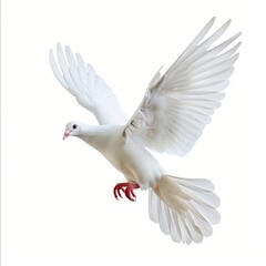 Sticker - white dove isolated on white background