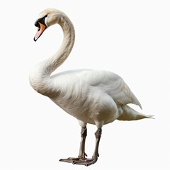 Sticker - swan isolated on white background