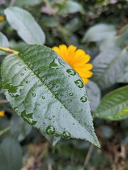 leaf with rain drops