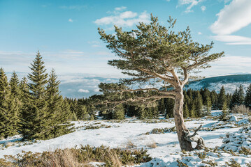 Beautiful  Winter Mountain Landscape with Frozen Tree  .Vitosha Mountain, Bulgaria 