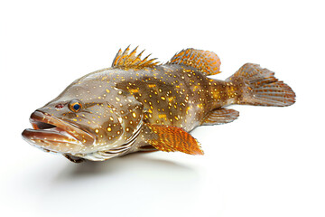 a fish with a yellow and white body and a brown head