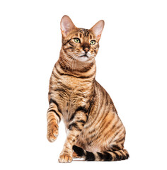 Wall Mural - Toyger cat sitting and raising paw on white background