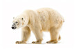 © Nam - a polar bear walking on a white surface