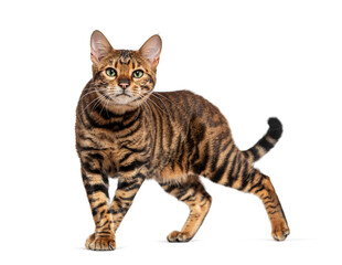Poster - Toyger cat standing and looking at camera on white background