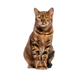 Wall Mural - toyger cat sitting and looking at camera on white background