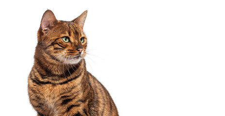 Canvas Print - Toyger cat looking away on white background