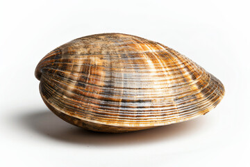 Wall Mural - a shell on a white surface with a shadow