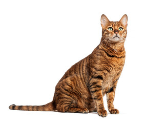 Wall Mural - Toyger cat sitting and looking up on white background