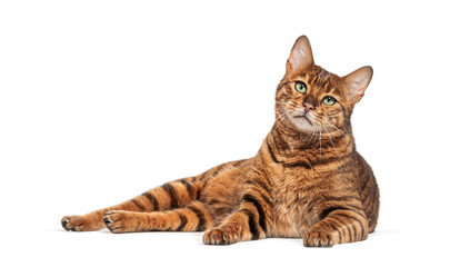 Wall Mural - Toyger cat relaxing on white background looking around