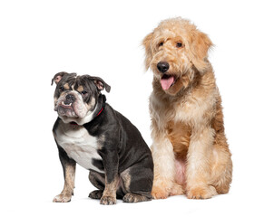 Wall Mural - Goldendoodle and french bulldog sitting side by side, their expressions curious and engaged