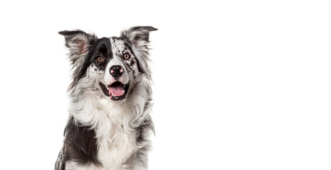 Poster - Head shot of a Alert border collie seated on white background