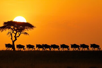 Wall Mural - Silhouette of wildebeest on the migration path