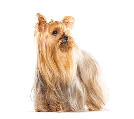 Wall Mural - Yorkshire terrier with long hair standing and looking up, isolated on white