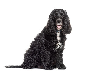 Wall Mural - English cocker spaniel getting Old and graying, sitting, wearing a dog collar, isolated on white