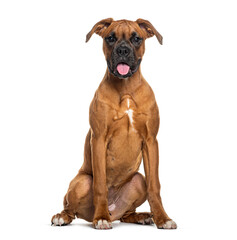 Canvas Print - Portrait of a panting Boxer looking at the camera sitting, isolated on white