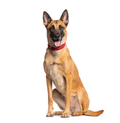 Wall Mural - Belgian shepherd dog panting and sitting on white background