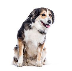 Wall Mural - Border collie dog panting tongue out, sitting and looking away on white background