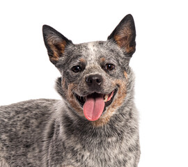 Wall Mural - Australian cattle dog panting sticking its tongue out and panting after playing outside