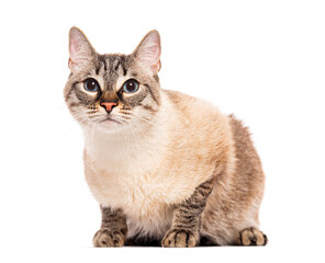 Wall Mural - Crossbreed domestic cat sitting and looking at camera on white background