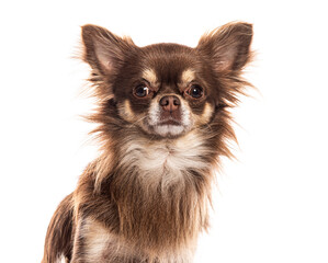 Wall Mural - long haired chihuahua dog posing on white background