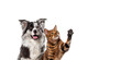 © Eric Isselée - Playful border collie dog and bengal cat raising paw on white background