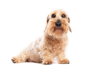 Wall Mural - Adorable wirehaired dachshund dog sitting and looking up on white background