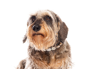 Wall Mural - Wire haired dachshund dog posing with necklace on white background