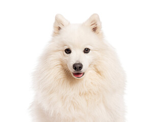 Poster - White japanese spitz dog smiling on white background