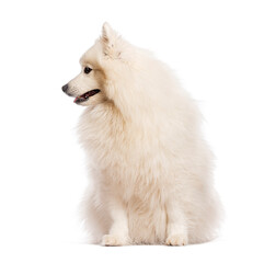 Wall Mural - Japanese spitz dog sitting and looking to the side on white background