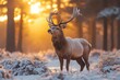 © furyon - winter wildlife majestic deer standing alert in snowy forest clearing surrounded by frostcovered pine trees and golden morning light