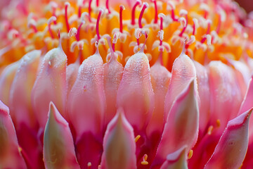 Wall Mural - close up of lotus flower