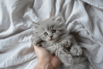 Wall Mural - a person holding a small kitten on a bed