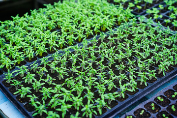 Sapling organic vegetable growing in seeding tray at the nursery farm. Small seedlings of green vegetables plantation in tray on garden, Organic plant cultivation. Agriculture concept.