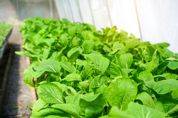 Fresh green vegetable salad growing in farm.Vegetables plantation in garden, Organic plant cultivation farm.