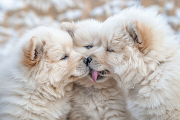 Wall Mural - two white dogs are kissing each other